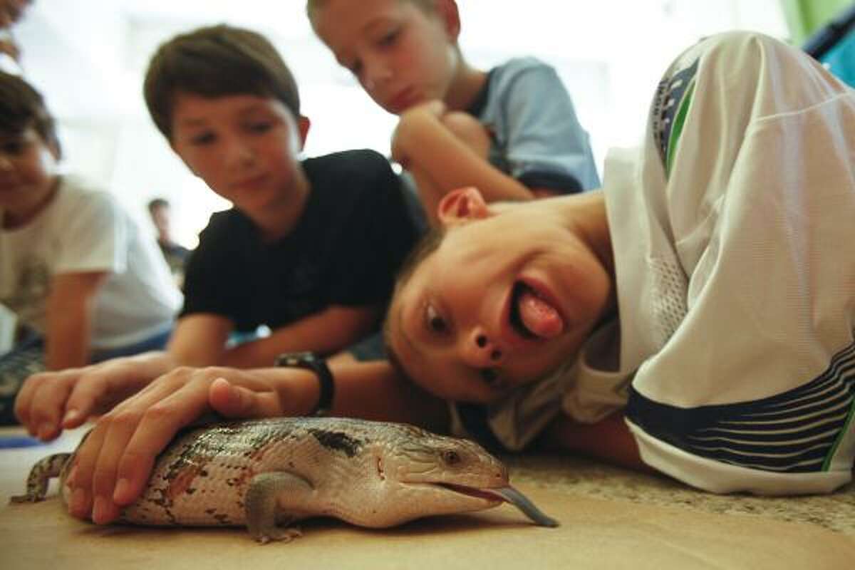 Christopher Russell, 10, tries to outdo a blue-tongued skink named Skinky during Summer Snake Camp.