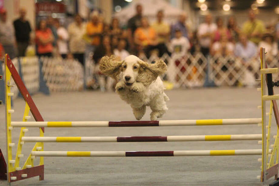 Dog show agility, rally competitions test pets and owners Houston