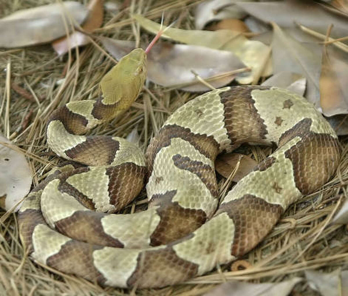 Snakes alive! Texas has its fair share of serpents