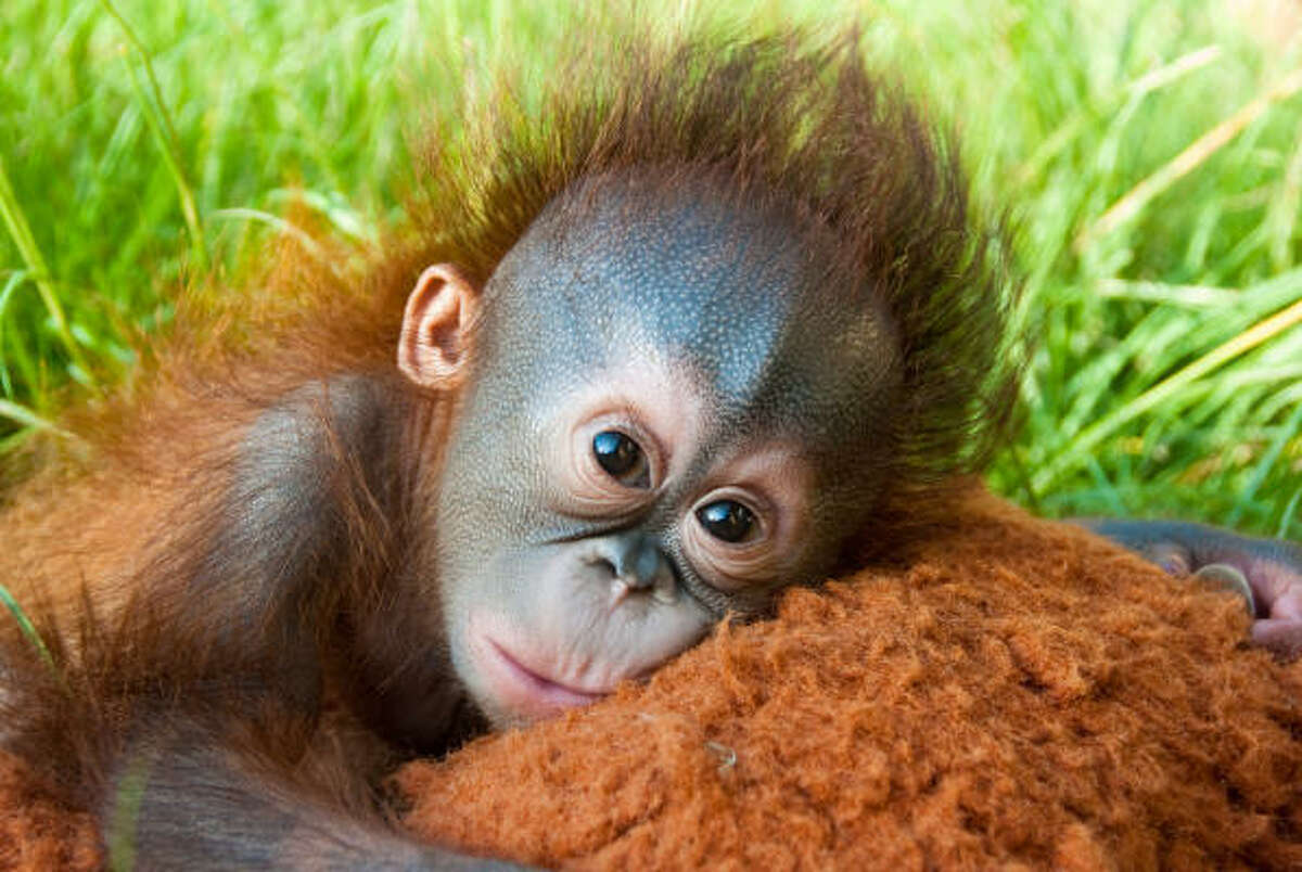 Houston Zoo Hand-raising Baby Orangutan Aurora