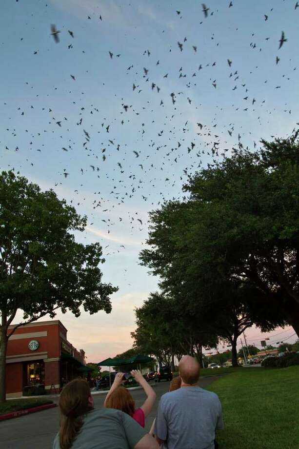 Thousands of purple martins a sight not to be missed Houston Chronicle