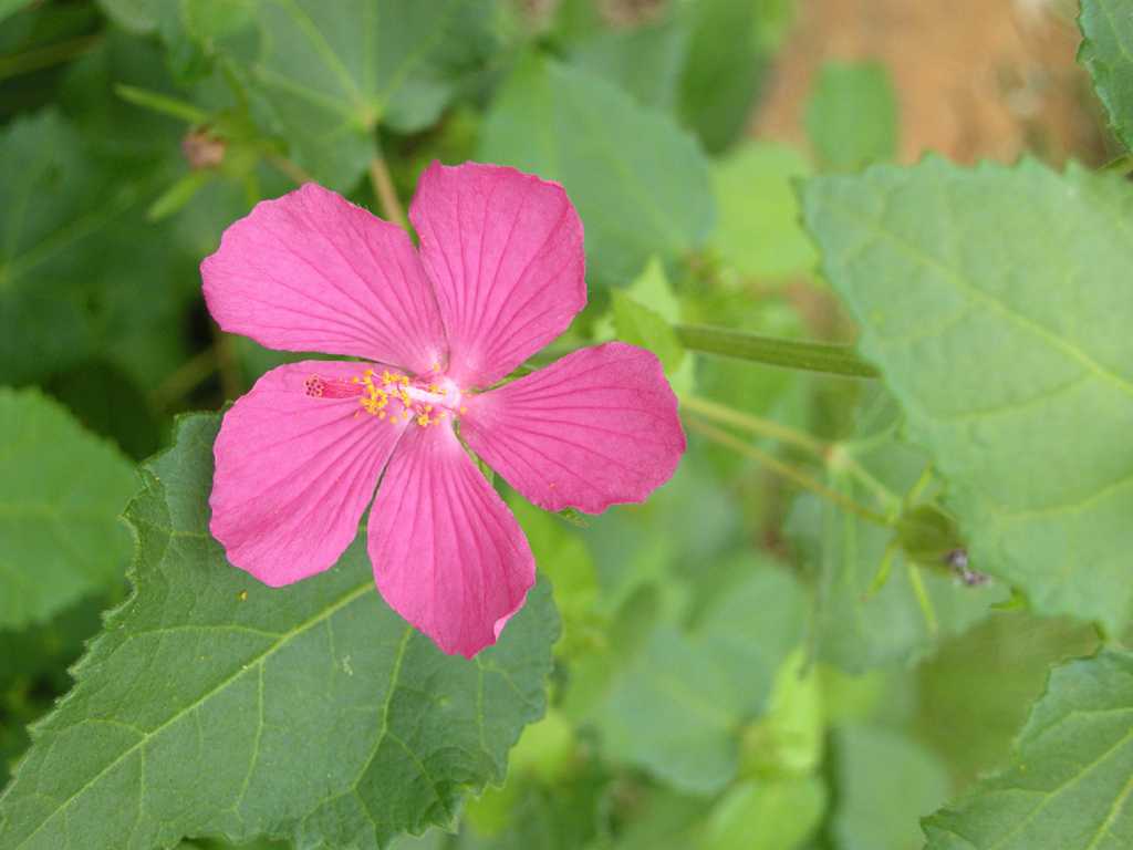 Houston Astros White Purple Hibiscus Pink Hummingbird Pink