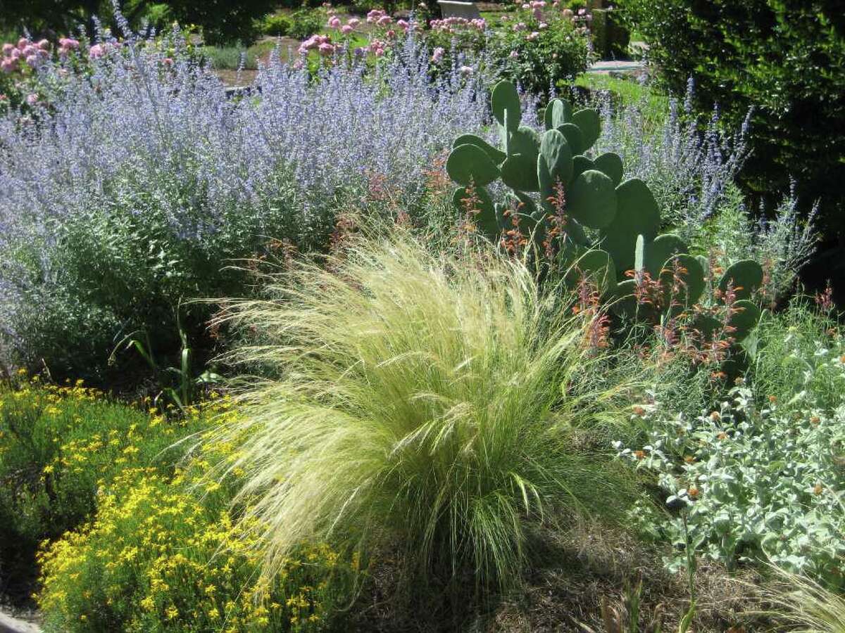 Hardy plants laugh off heat and drought