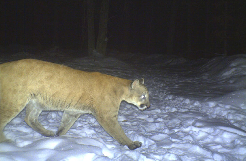 Mountain lion sightings in New York, Page 5