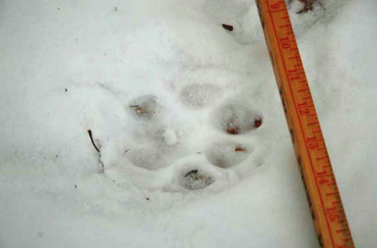 Cougar track found off Truesdale Hill Rd. in Lake George N.Y., Dec. 16, 2010. (Courtesy NYS DEC)
