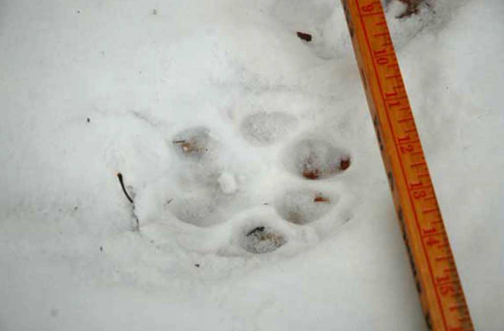 State silent as big cat passes Lake George