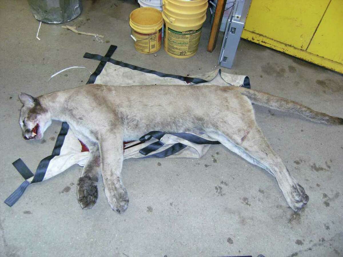 This photo from the Connecticut Department of Energy and Environmental Protection shows the mountain lion after it was killed in a collision with a car June 11, 2011 on Route 15 in Milford Conn. (Courtesy Connecticut Department of Energy and Environmental Protection)