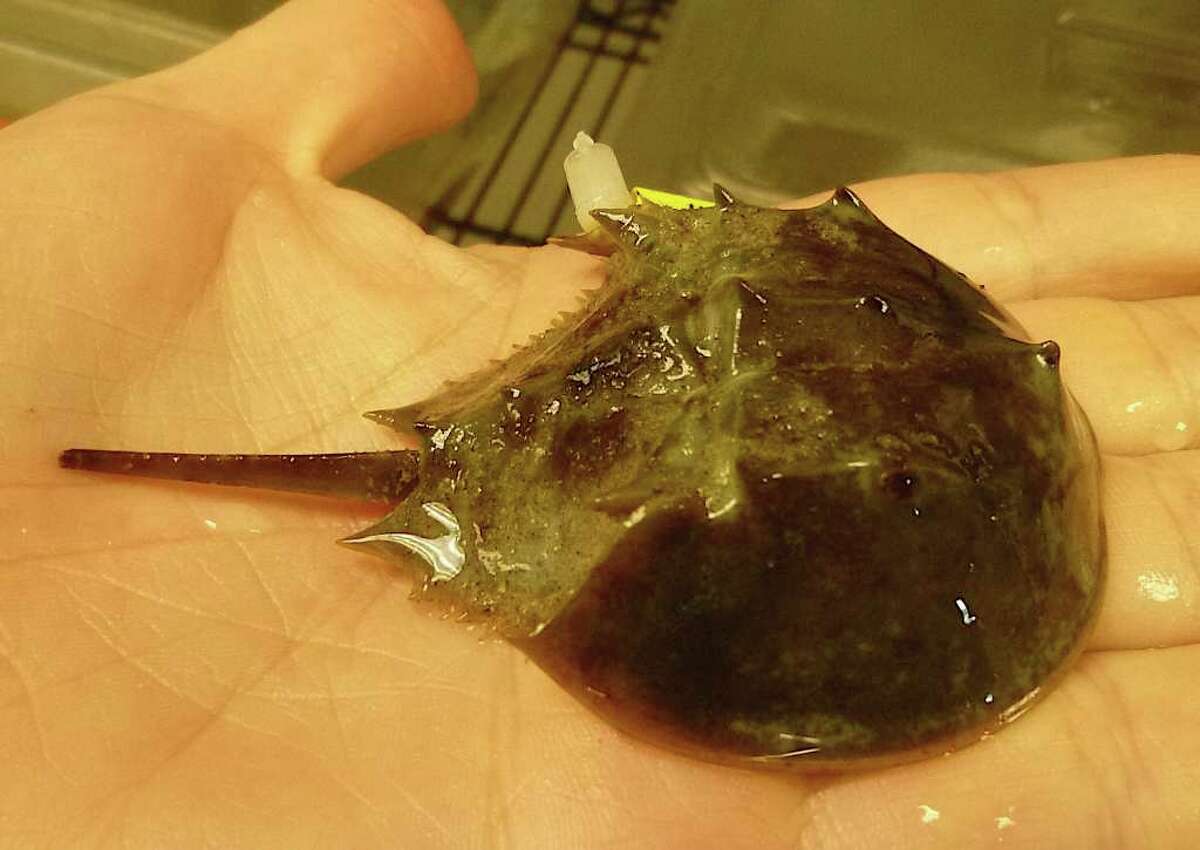 Study tracks how horseshoe crabs have endured for eons
