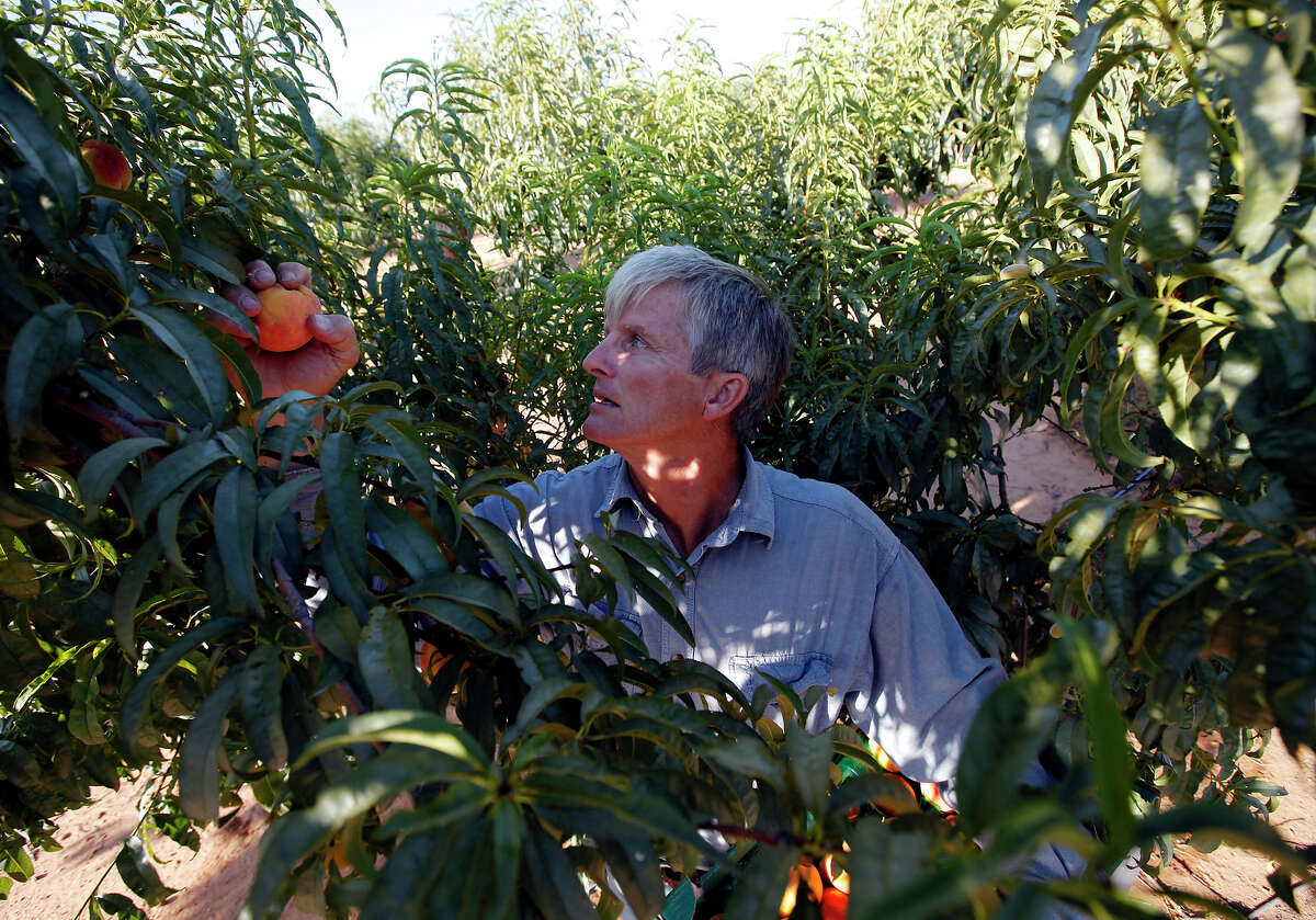 Russ Studebaker with Studebaker Farm west of Stonewall said his peach production has been about average this year.
