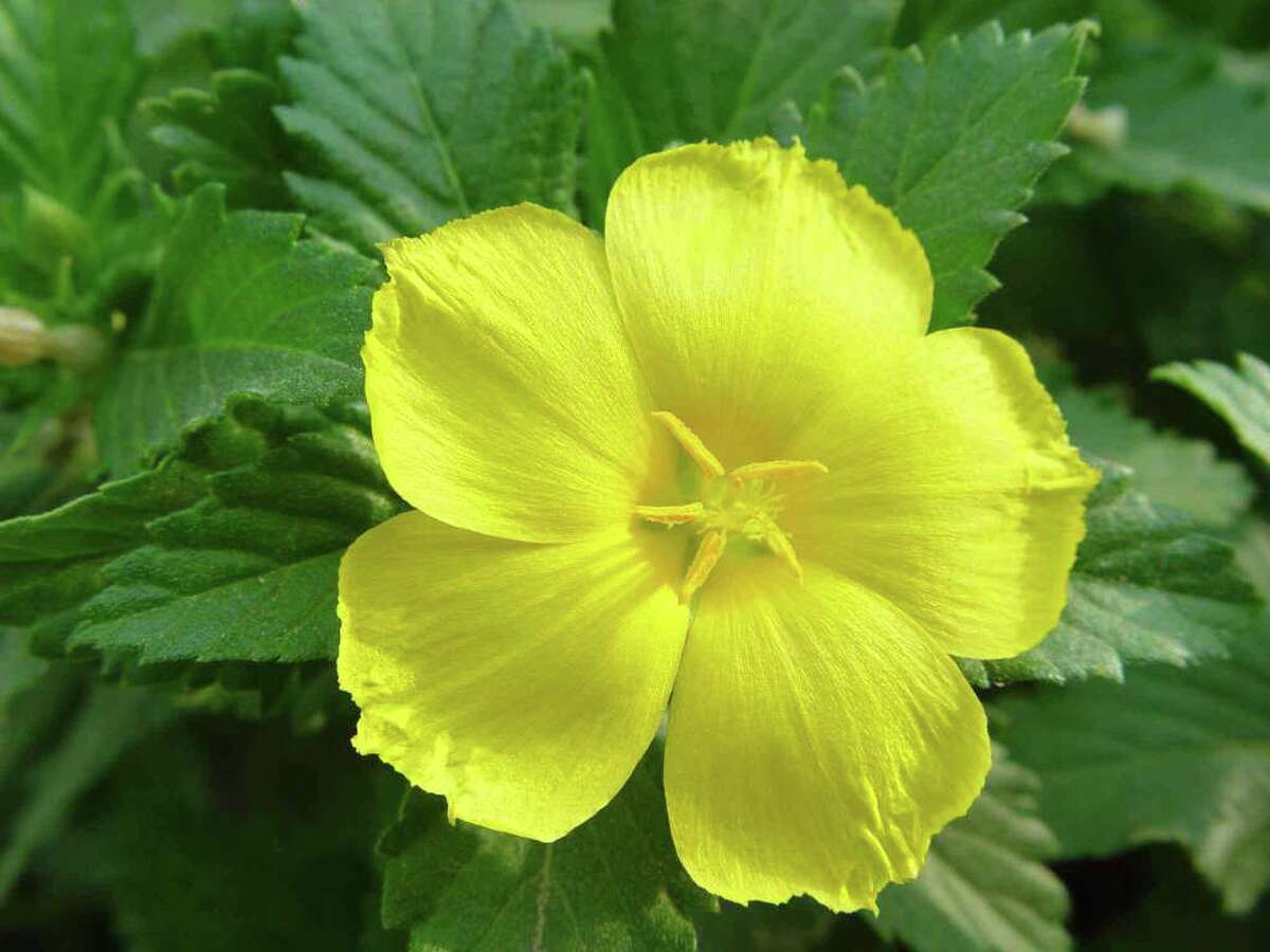 These hardy plants laugh off heat and drought