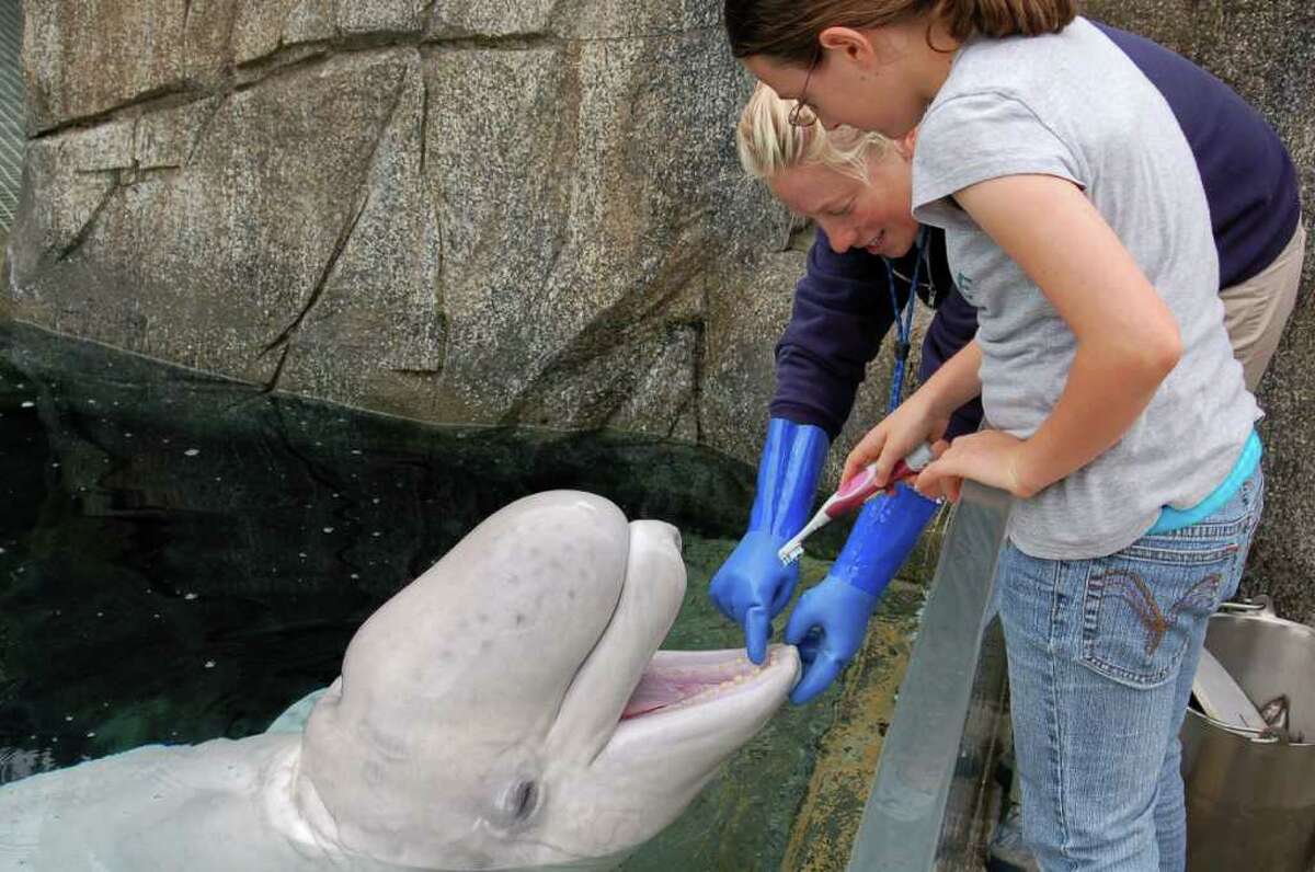 Have a whale of a time at the Mystic Aquarium 55 Coogan Blvd., Mystic, CT 06355 Mystic is filled with family attractions and fun for kids of all ages. Mystic Aquarium, which celebrates its 40th anniversary this year, is the place to discover whales, penguins, sea lions and other marine animals.