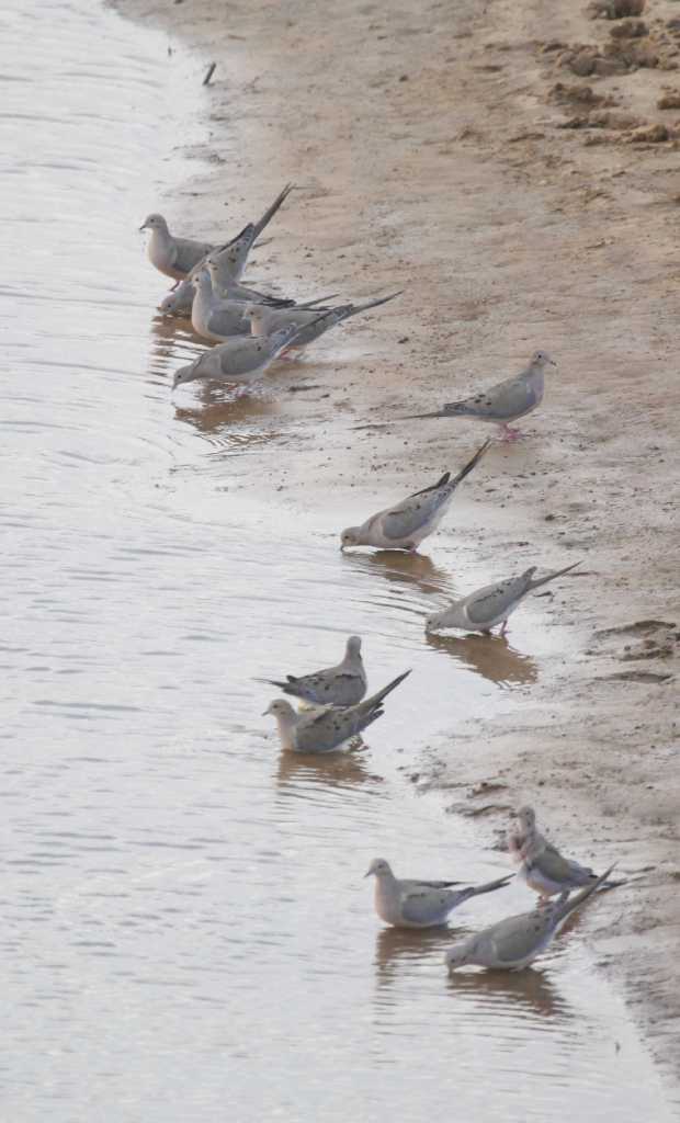 Tompkins Drought to limit doves' locations this season