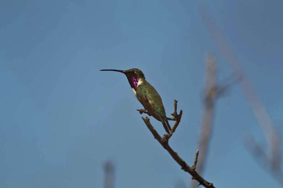 Carolyn Ohl has created an oasis in the desert where birdwatcher can view species like this Lucifer hummingbird. Photo Credit: Kathy Adams Clark Restricted use.