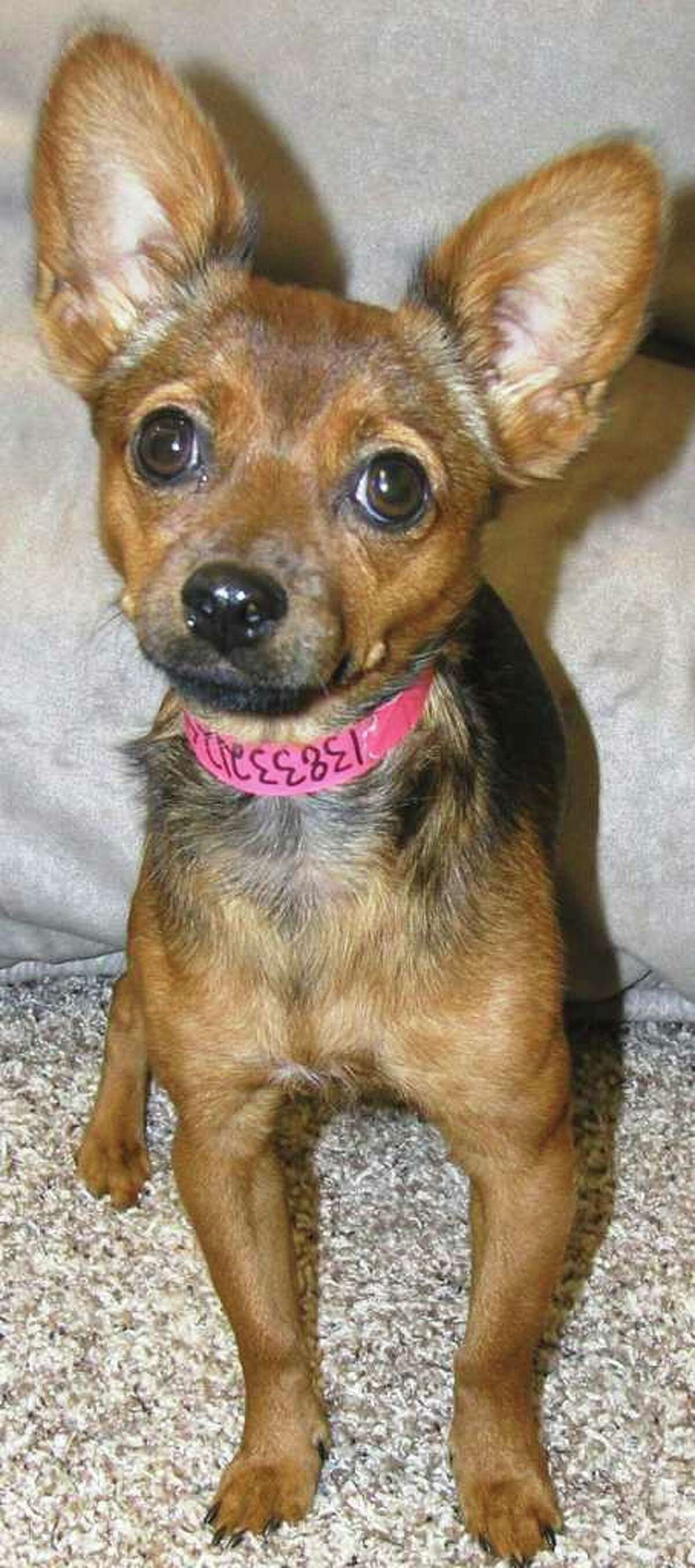 found black chihuahua