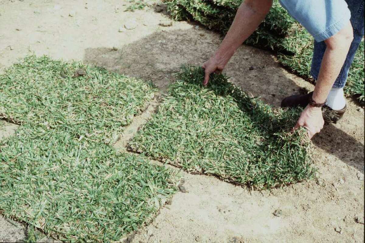 laying grass sod. HOUCHRON CAPTION (04/18/1998): Sandra Matejich of Thomas Bros. Grass demonstrates the correct way to lay sod, in this case 'Palmetto,' a new variety of St. Augustine.