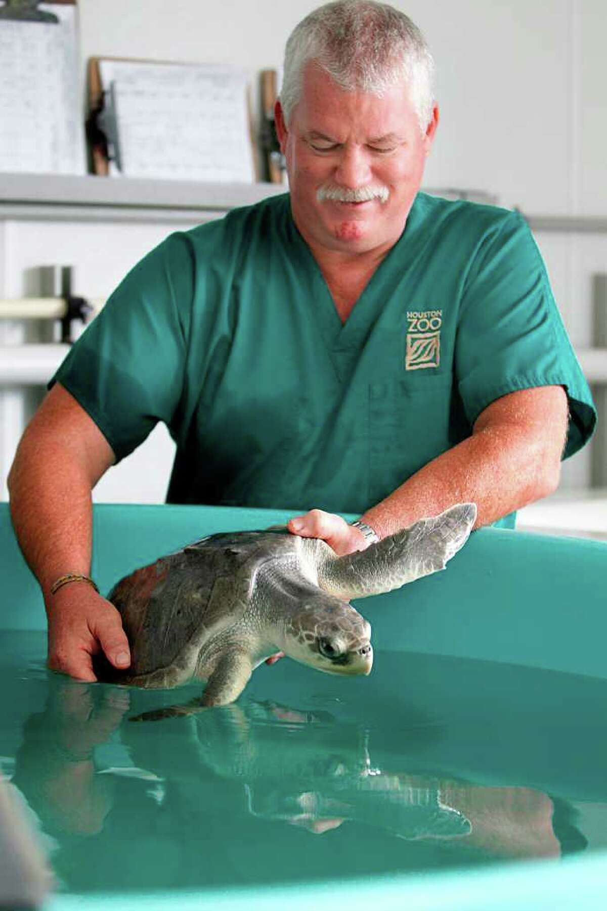 Flanagan examines a Kemp’s ridley at the National Marine Fisheries Service Sea Turtle Hospital in Galveston. Flanagan removed a hook from its tongue, and the turtle is recovering. (Photos by Mayra Beltran/Chronicle )