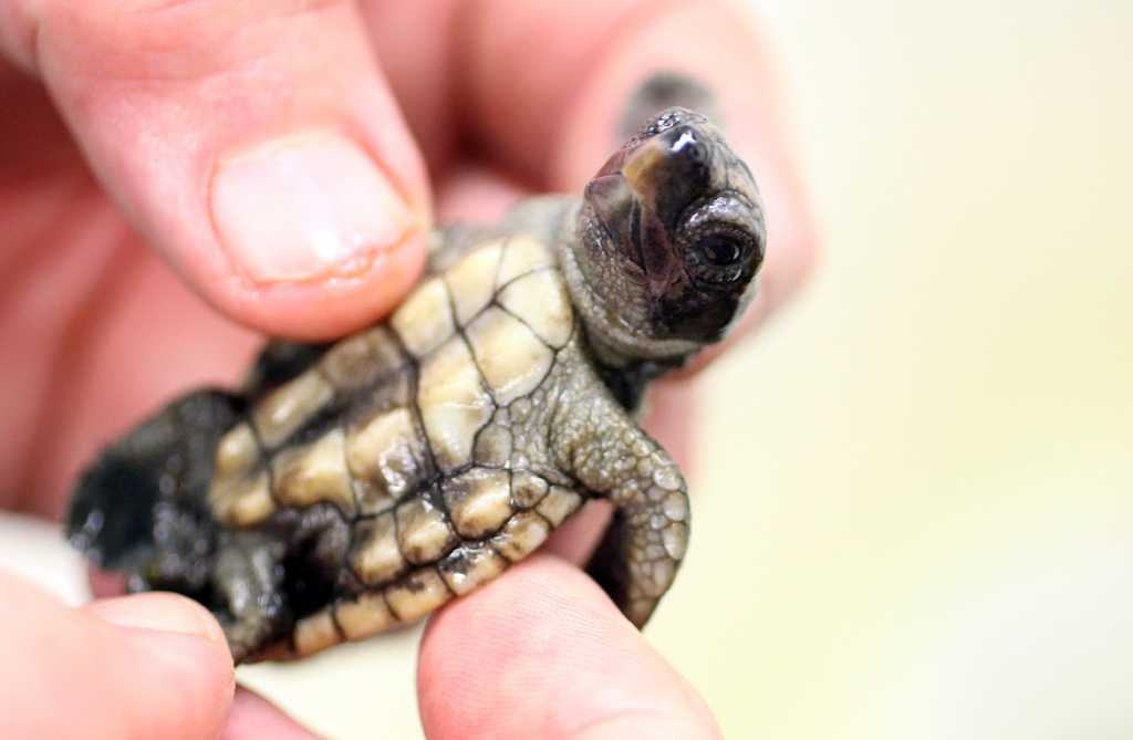 Zoo vet makes house calls for sick turtles