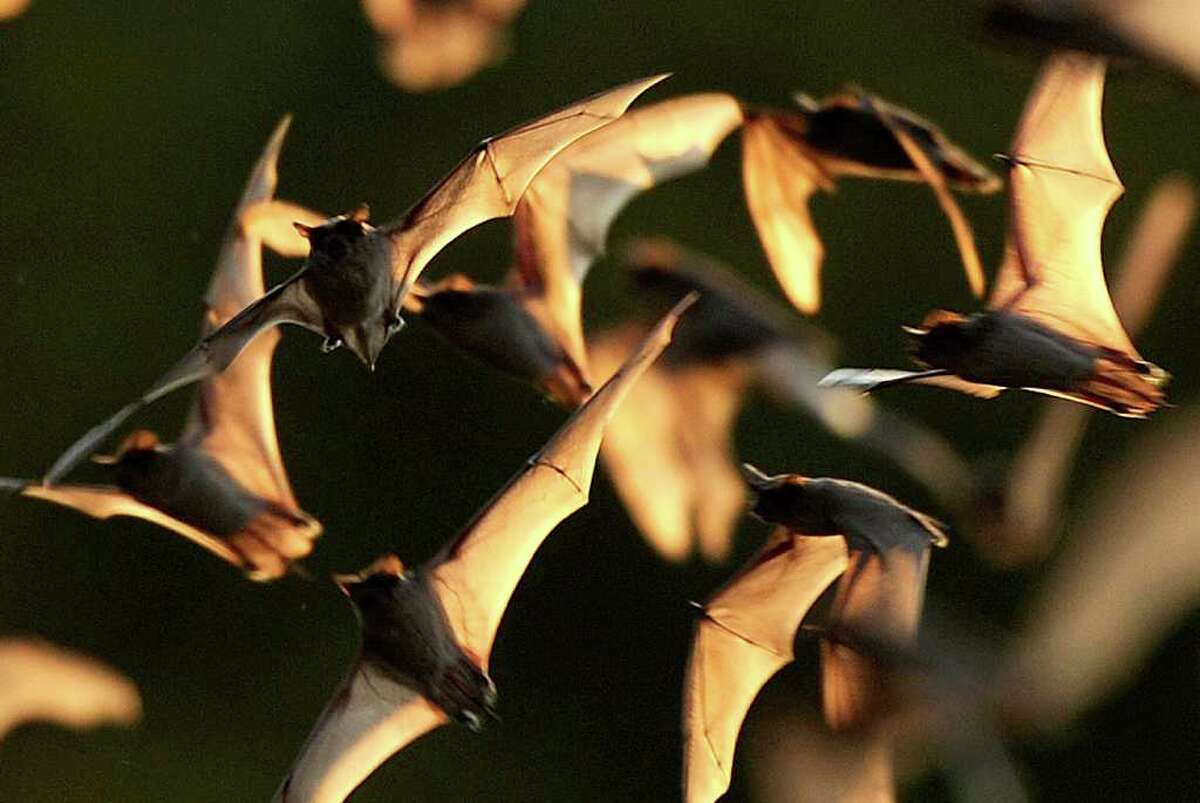 World's biggest bat show opened to public