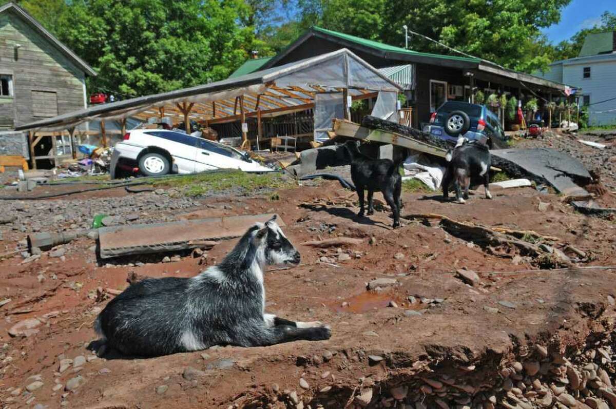 Goats sit outside of the Catskill Mountain Country Store, as cleanup from the damage caused by Hurricane Irene continues, on Monday Aug. 29, 2011, in Windham, NY. Two cars ended up in the shattered parking area in front of the store. (Philip Kamrass / Times Union)