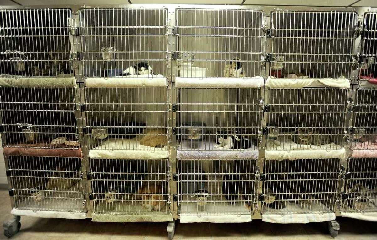 There are over 61 cat cages that need to be cleaned daily at the Humane Society of Southeast Texas in Beaumont, Thursday. Tammy McKinley/The Enterprise