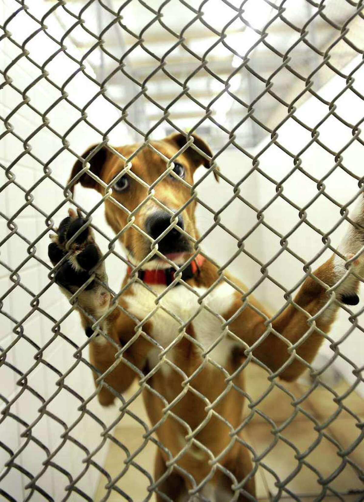 One of the dogs available for adoption looks out his kennel at the Humane Society of Southeast Texas in Beaumont, Thursday. Tammy McKinley/The Enterprise