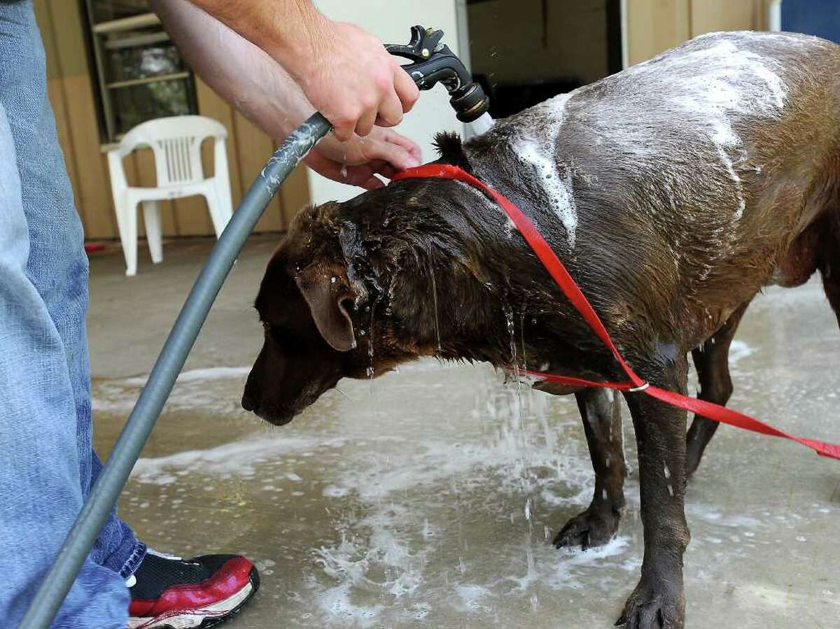 Humane Society of Southeast Texas cares for more than 1,000 animals