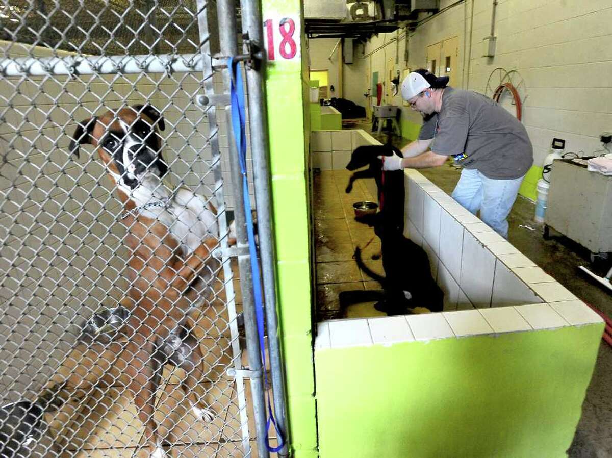Humane Society of Southeast Texas cares for more than 1,000 animals