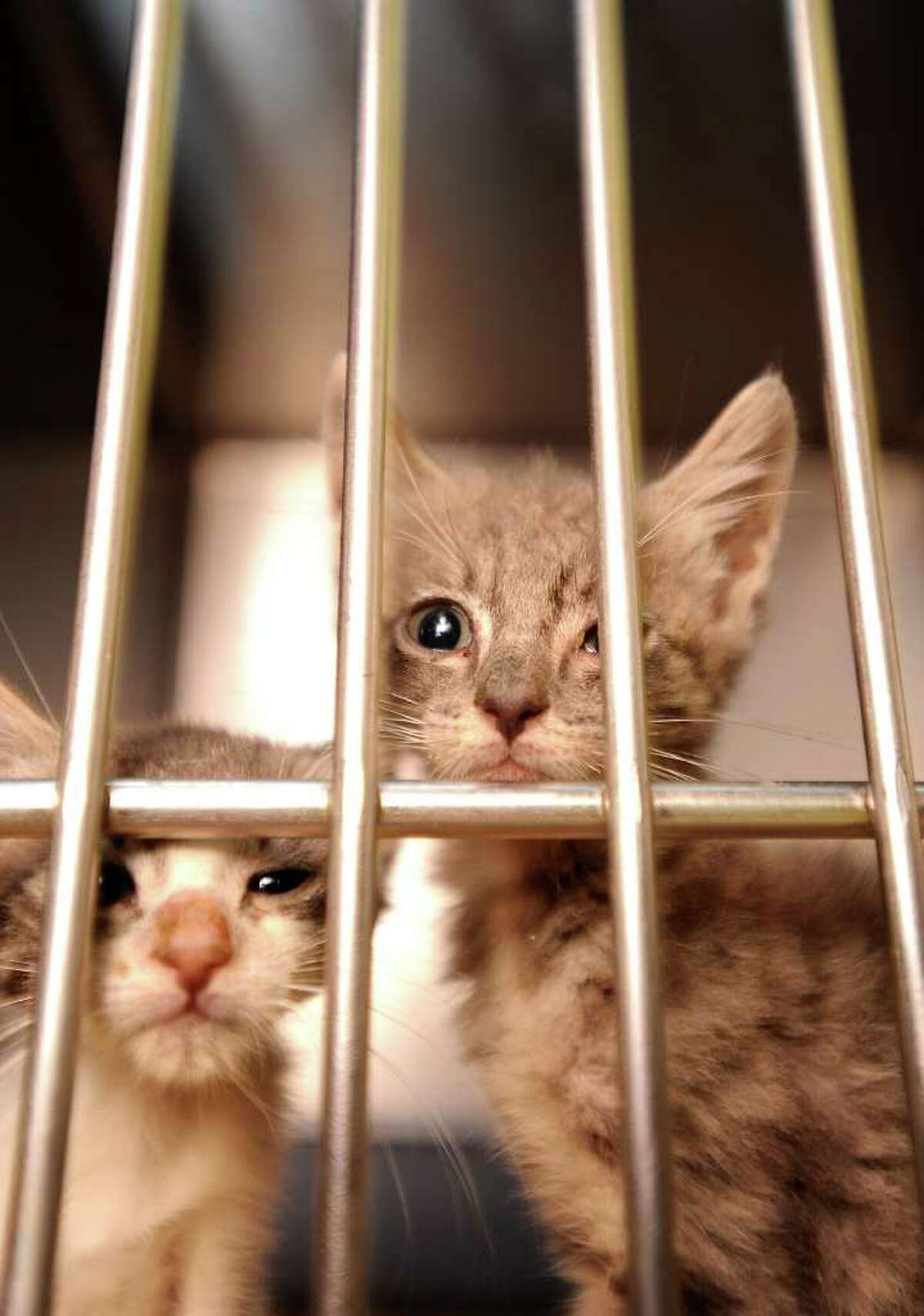 Humane Society of Southeast Texas cares for more than 1,000 animals