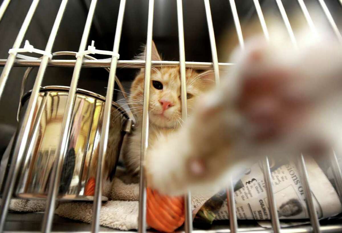 Humane Society of Southeast Texas cares for more than 1,000 animals