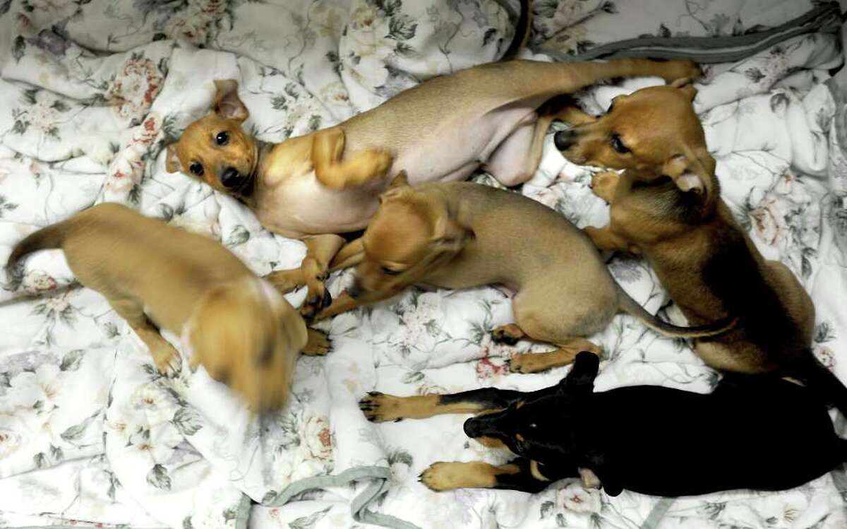 Humane Society of Southeast Texas cares for more than 1,000 animals