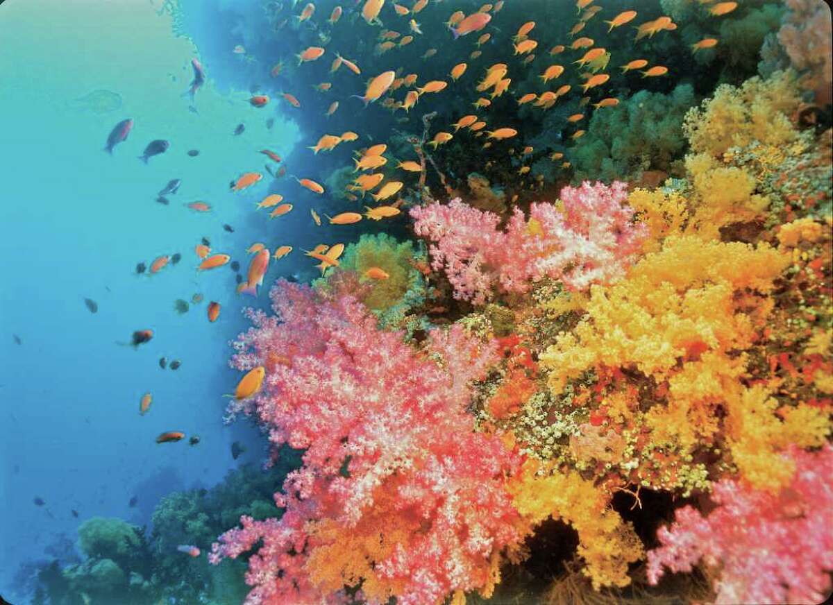Voyage to the coral reefs of the South Pacific without leaving Norwalk