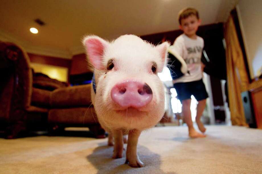 pet pig