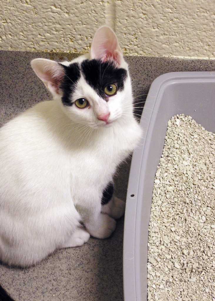 Do you clean the cat's litter box four times a day?