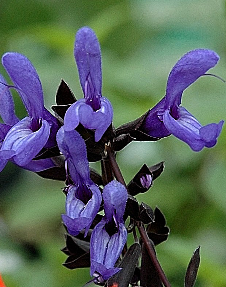 Plant blue anise sage for hummingbirds