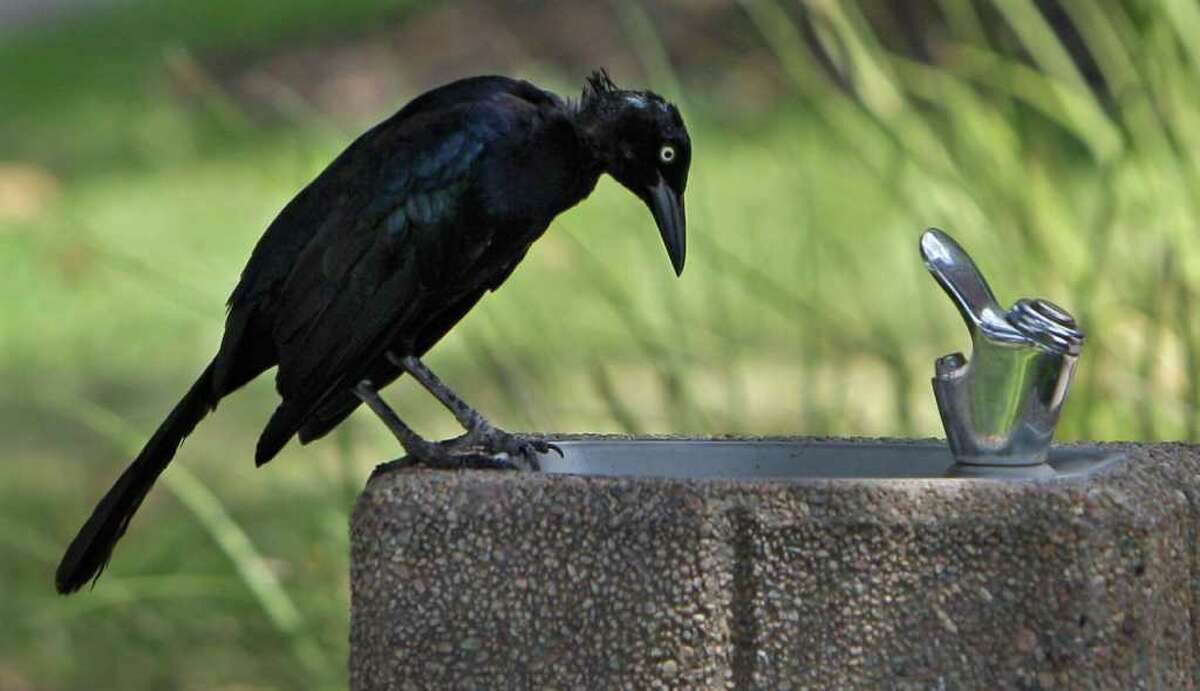 Grackles Could Expose Humans Pets To Parasites