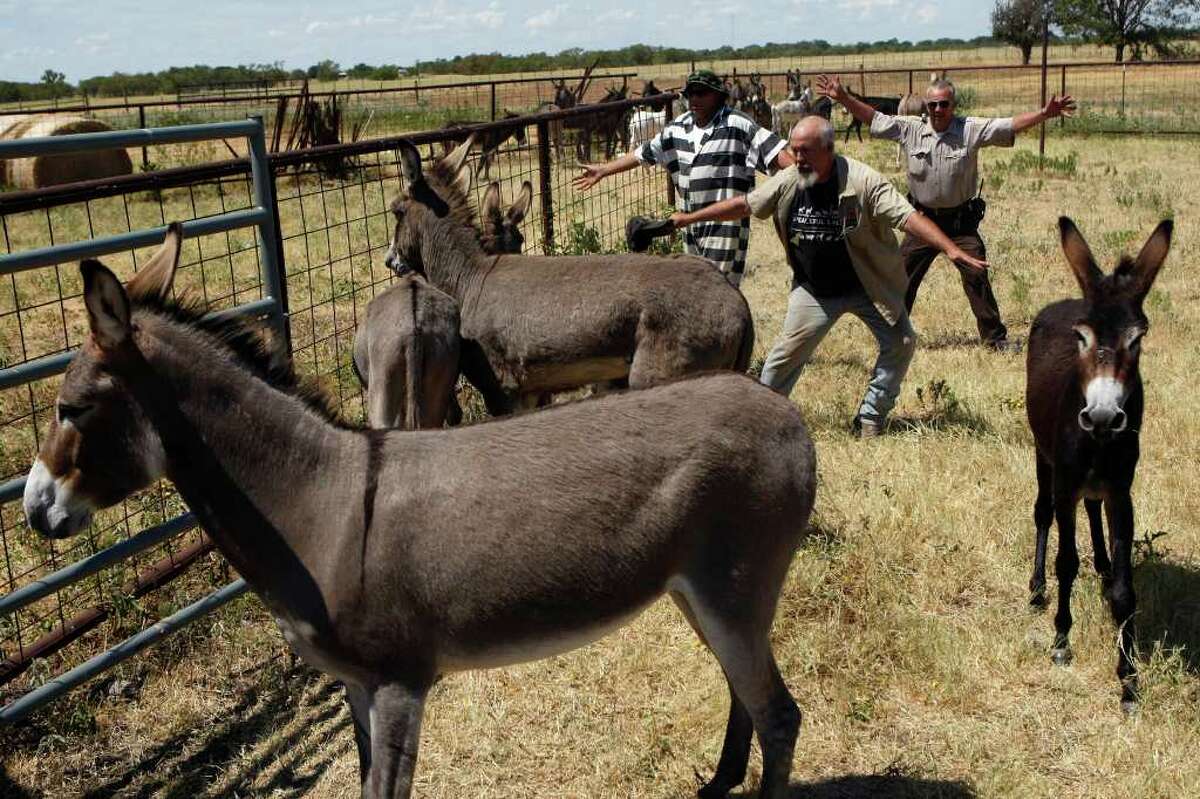 Mark Meyers, back center, moves donkeys towards a trailer with the help of Saul (last name not given), left, a trustee of the Navarro County Jail, and Navarro County Sheriff's Office deputy Charles Paul, right, in Navarro County, Texas on Friday, Sept. 2, 2011. Meyers is the Executive Director of Peaceful Valley Donkey Rescue. 41 donkeys in all were picked up from the Navarro County Sheriff's Office by Peaceful Valley Donkey Rescue.
