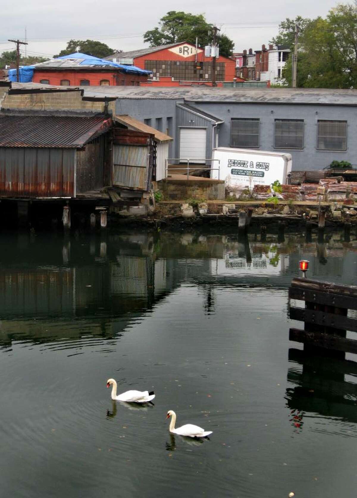 A pair of mute swans have taken up residence on the Pequonnock River under Bridgeport’s decrepit Congress Street Bridge.