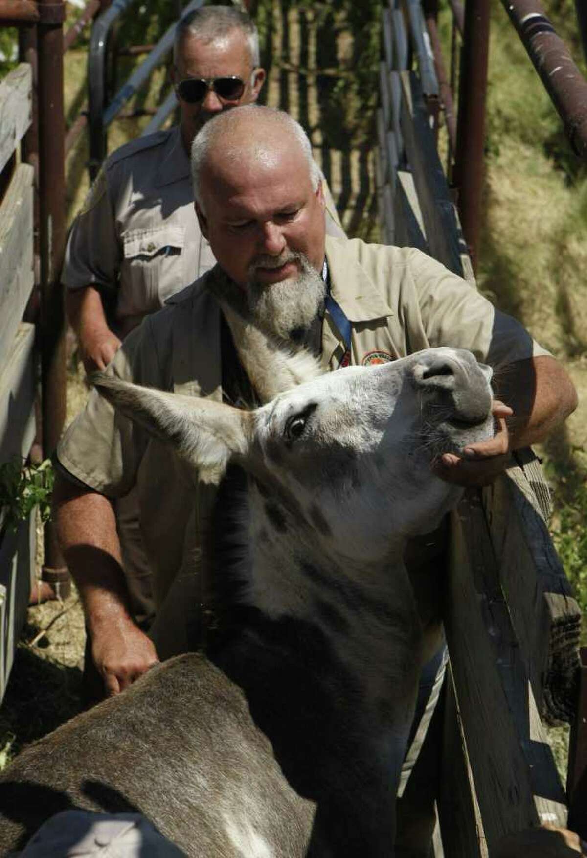 Donkeys rescue