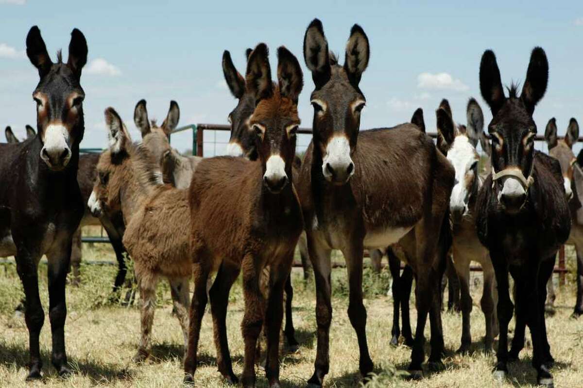 Owners abandon donkeys as drought raises feed costs