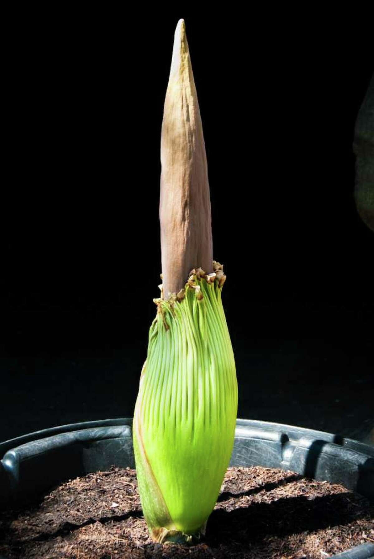 Pewtunia, the Houston Zoo's corpse flower, may bloom this weekend.