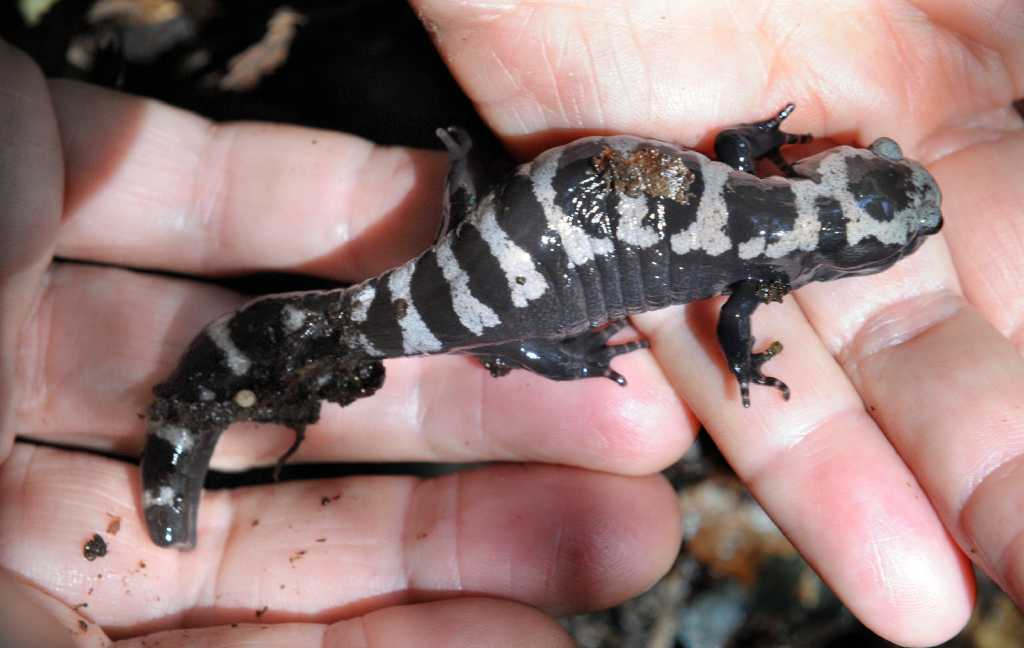 Rare Marbled Salamander Surfaces In Danbury