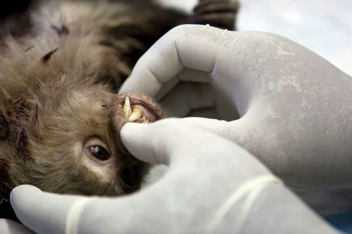 Monkey on the loose killed after biting game warden