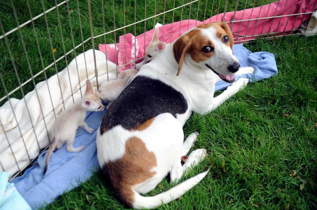 Baby hotsell american foxhound