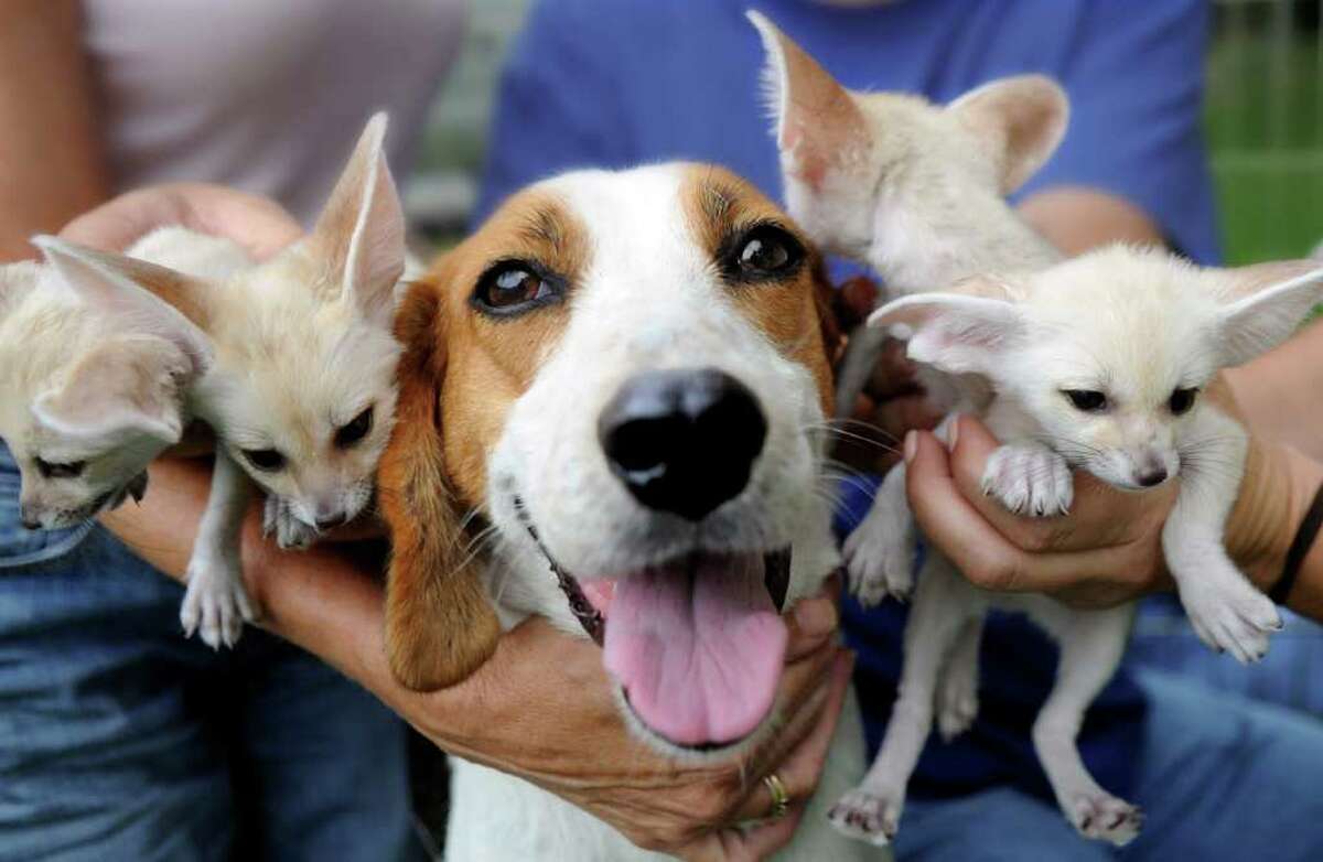 Mama, an American foxhound mix, and her foster babies, a litter of North African fennec foxes at LEO Zoological Conservation Center in Greenwich, Wednesday, Sept. 14, 2011. Mama, an American foxhound mix from a shelter in North Coarolna, nursed the newborns.