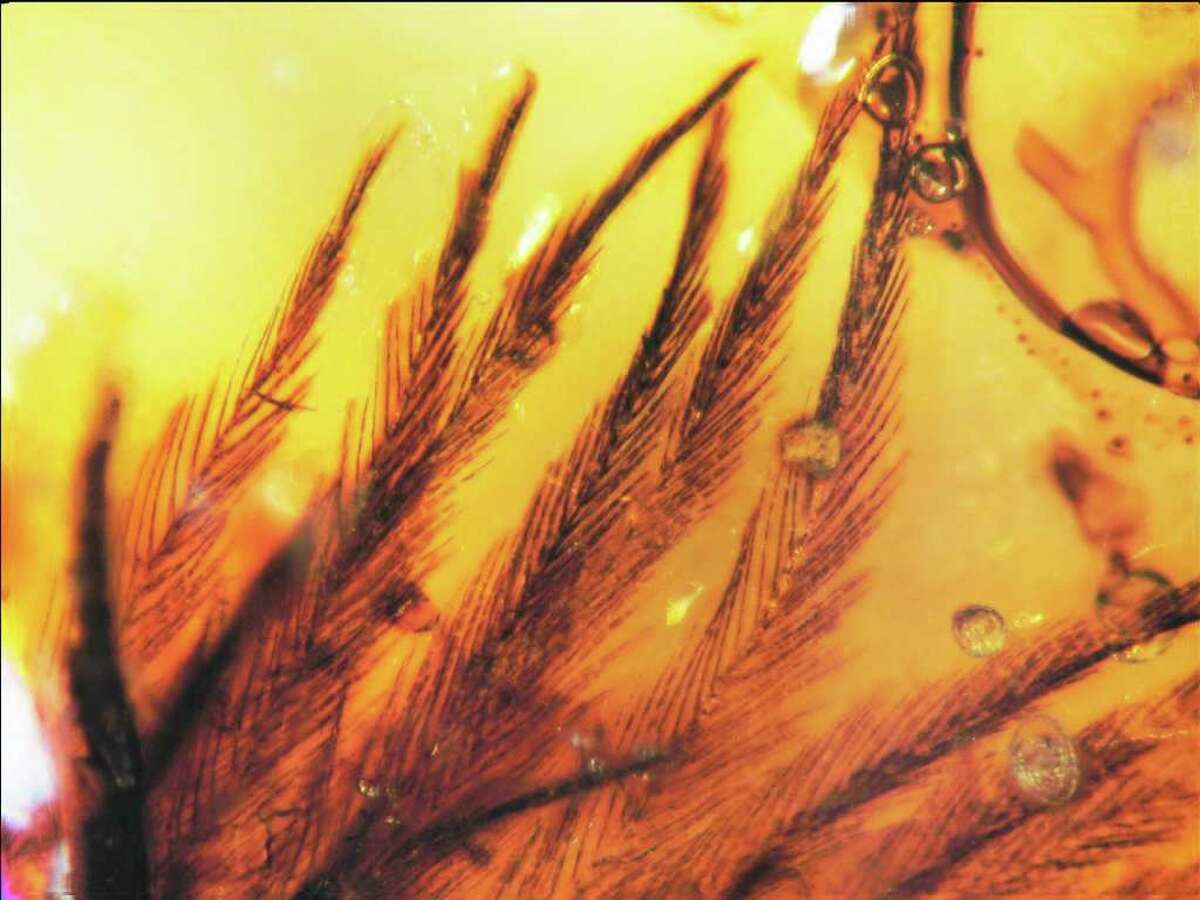 This undated handout photo provided by the journal Science shows an overview of 16 clumped feather barbs in Canadian Late Cretaceous amber specimen TMP. In science fiction, amber preserved DNA that allowed rebirth of dinosaurs in Jurassic Park. In real life, amber preserved feathers that provide a new image of what dinosaurs looked like. (AP Photo/Science)
