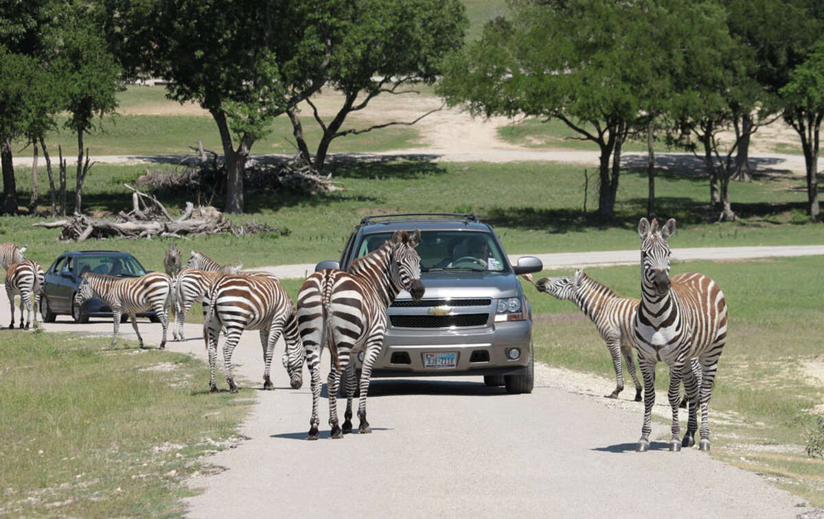 Zebras throng vehicles on Fossil Rim's safari drive. Because zebras can be aggressive, hand-feeding them isn't advised. KATHLEEN SCOTT / SPECIAL TO THE EXPRESS-NEWS