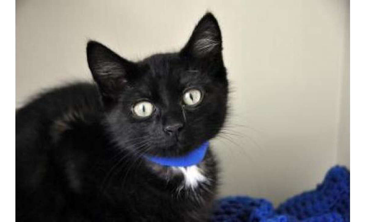 Feline Frenzy at Seattle Humane Society