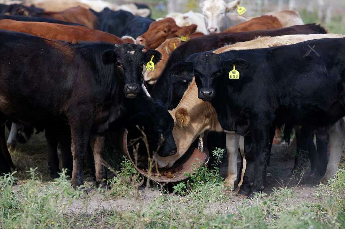 In this file photo, cattle feed on range cubes on land leased by rancher Tim Pennell near Westhoff, Texas.