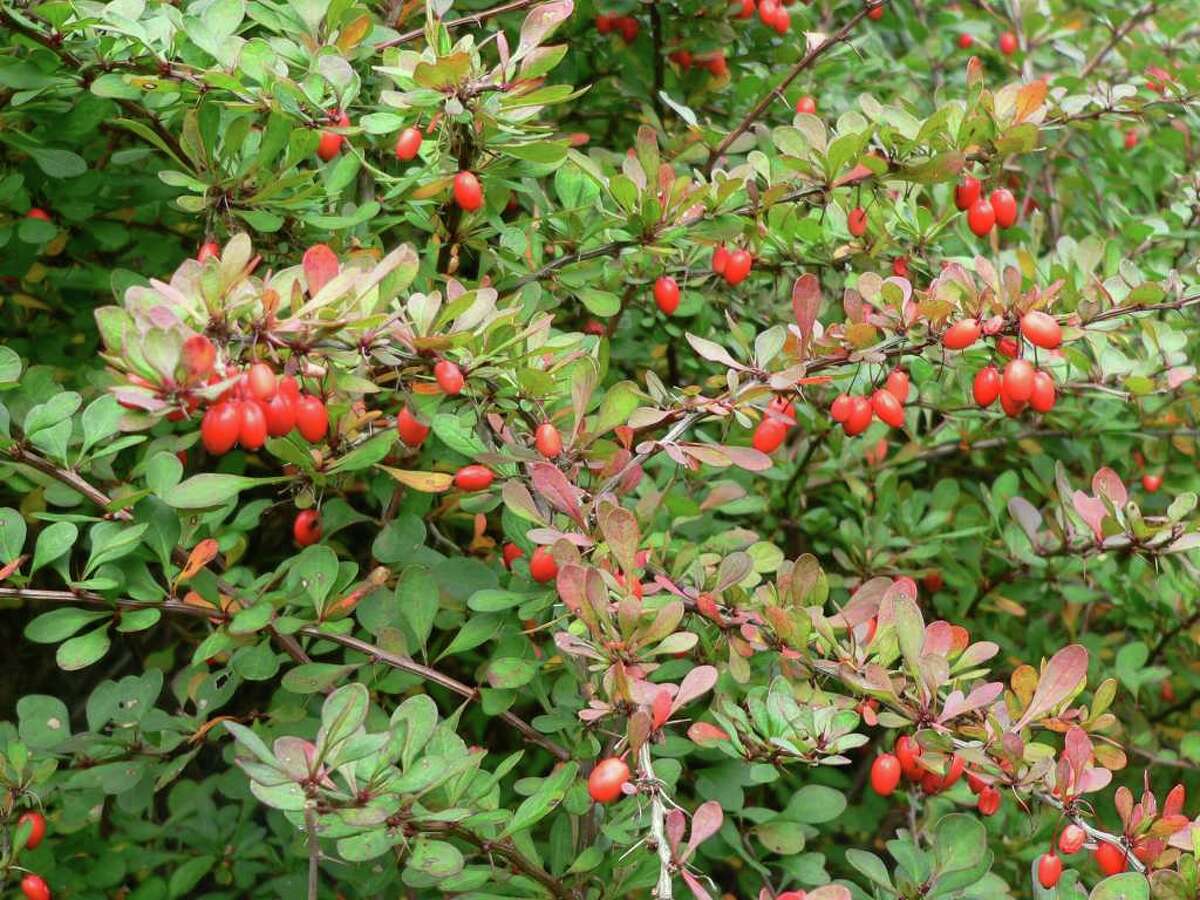 Japanese Barberry is an invasive species that often shelters large populations of young ticks.