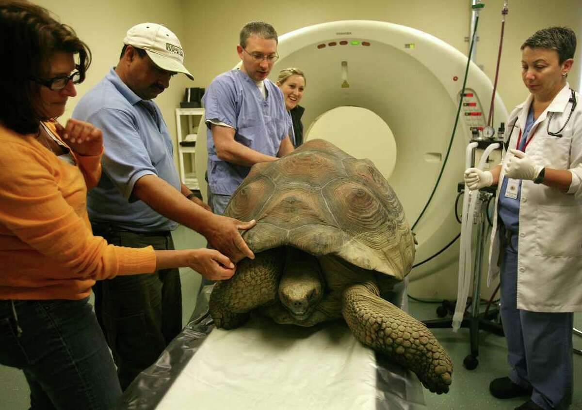 A rare Galapagos tortoise named Arizona is positioned for a CT scan by veterinarians Dr. Jeremy Sabatini, center, and Dr. Susan Hackner, right, at Cornell University Veterinary Specialists in Stamford on Wednesday, September 21, 2011. The tortoises owners, who asked not to be identified, hoped the scan would help determine why one of the animal's rear legs is not functioning.